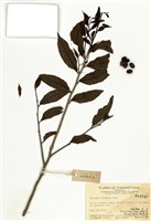 藏品(香芙木)的圖片